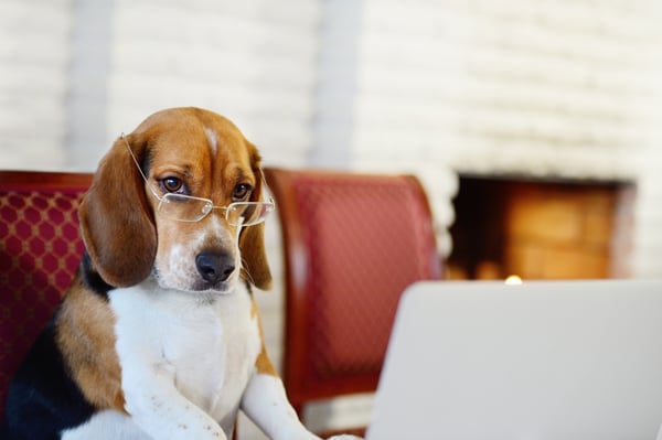 Dog Pic for June 2019 Blog iStock-170462856